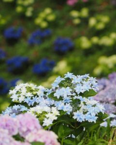 可睡ゆり園、あじさい、6月夏の花、静岡県袋井市の観光・撮影スポットの名所