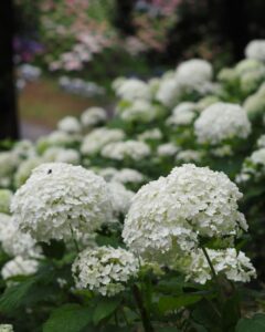可睡ゆり園、あじさい、6月夏の花、静岡県袋井市の観光・撮影スポットの名所