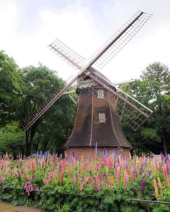 名城公園、ルピナス、5月夏の花、名古屋市北区の観光・撮影スポットの名所