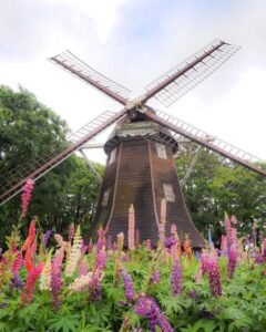 名城公園、ルピナス、5月夏の花、名古屋市北区の観光・撮影スポットの名所