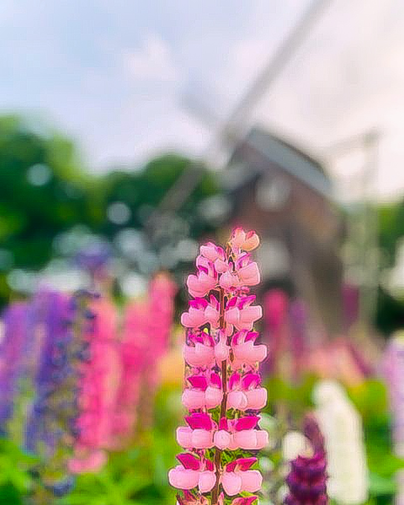 名城公園、ルピナス、5月夏の花、名古屋市北区の観光・撮影スポットの名所