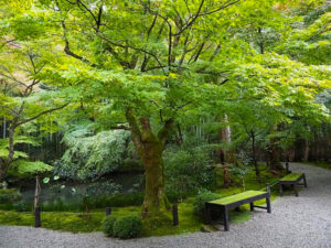 圓光寺、日本庭園、夏紅葉、11月秋、京都府京都市の観光・撮影スポットの名所