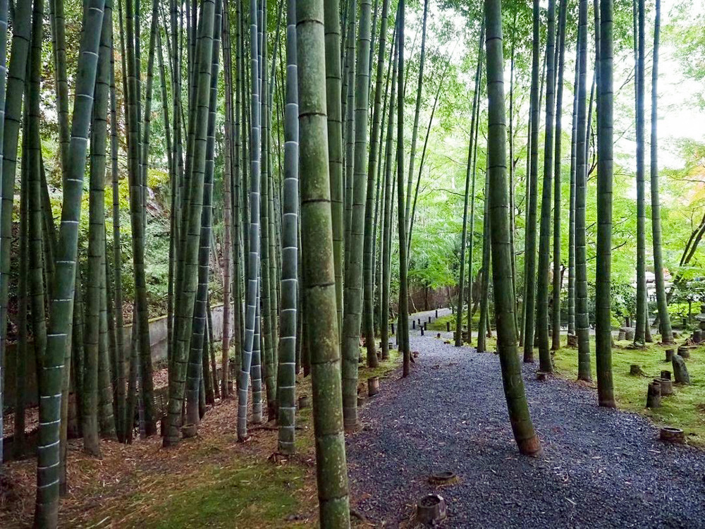 圓光寺、竹林、日本庭園、11月秋、京都府京都市の観光・撮影スポットの名所
