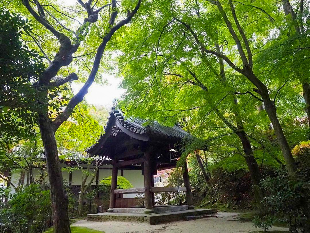 圓光寺、日本庭園、夏紅葉、11月秋、京都府京都市の観光・撮影スポットの名所
