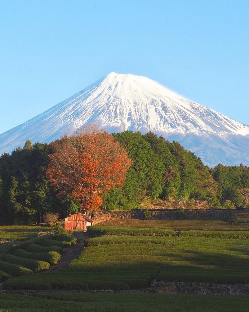 大渕笹場・富士山・茶畑、12月冬、静岡県富士市の観光・撮影スポットの名所