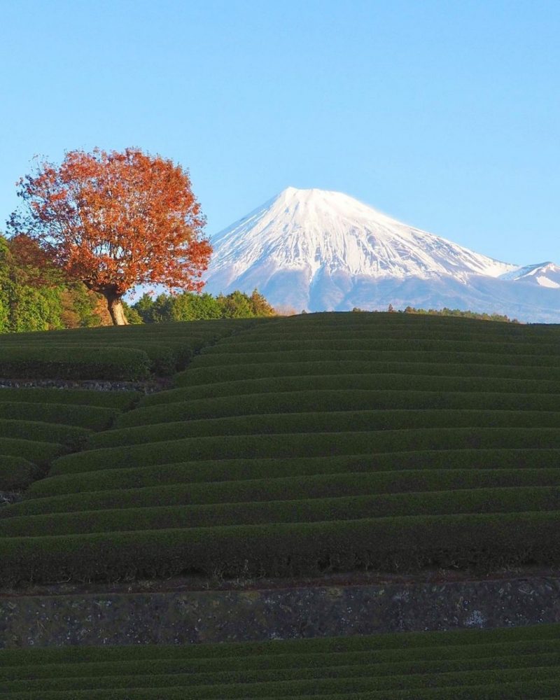 大渕笹場・富士山・茶畑、12月冬、静岡県富士市の観光・撮影スポットの名所