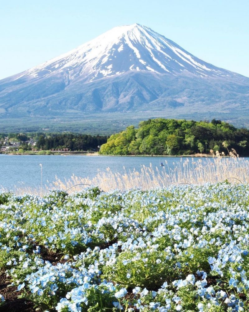 大石公園、富士山、水景色、4月春の花、山梨県南都留郡の観光・撮影スポットの名所