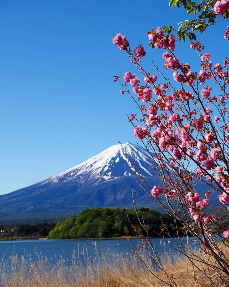 大石公園、富士山、水景色、4月春の花、山梨県南都留郡の観光・撮影スポットの名所
