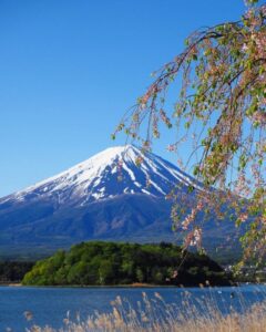 大石公園、富士山、水景色、4月春の花、山梨県南都留郡の観光・撮影スポットの名所