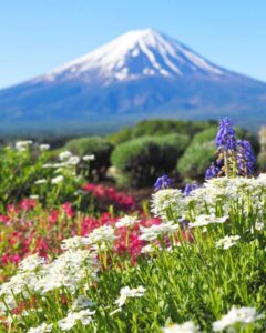 大石公園、富士山、水景色、4月春の花、山梨県南都留郡の観光・撮影スポットの名所