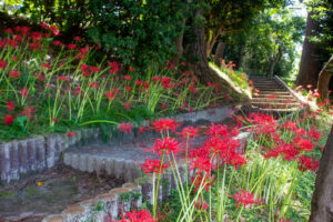 天王川公園、彼岸花、9月の秋の花、愛知県稲沢市の観光・撮影スポットの画像と写真