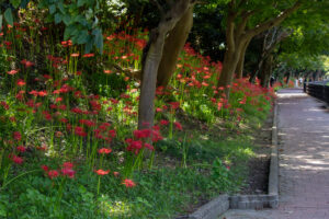 天王川公園、彼岸花、9月の秋の花、愛知県稲沢市の観光・撮影スポットの画像と写真