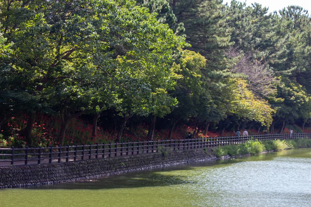 天王川公園、彼岸花、9月の秋の花、愛知県稲沢市の観光・撮影スポットの画像と写真