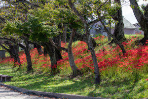 天王川公園、彼岸花、9月の秋の花、愛知県稲沢市の観光・撮影スポットの画像と写真