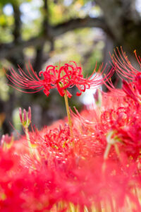 天王川公園、彼岸花、9月の秋の花、愛知県稲沢市の観光・撮影スポットの画像と写真