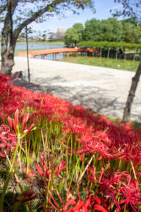 天王川公園、彼岸花、9月の秋の花、愛知県稲沢市の観光・撮影スポットの画像と写真