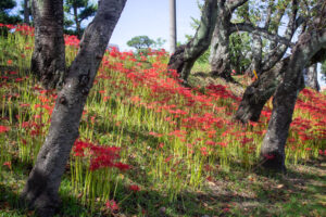 天王川公園、彼岸花、9月の秋の花、愛知県稲沢市の観光・撮影スポットの画像と写真