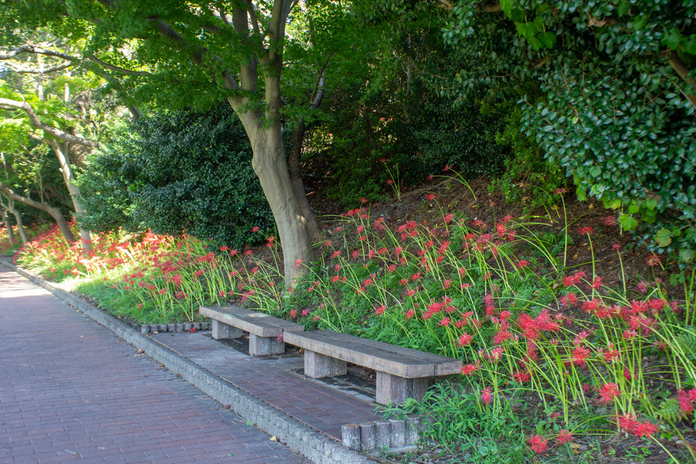 天王川公園、彼岸花、9月の秋の花、愛知県稲沢市の観光・撮影スポットの画像と写真