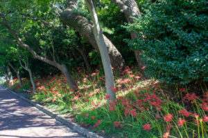 天王川公園、彼岸花、9月の秋の花、愛知県稲沢市の観光・撮影スポットの画像と写真