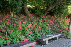 天王川公園、彼岸花、9月の秋の花、愛知県稲沢市の観光・撮影スポットの画像と写真