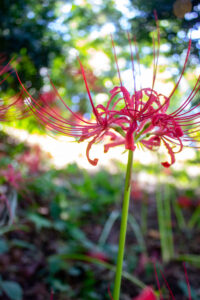 天王川公園、彼岸花、9月の秋の花、愛知県稲沢市の観光・撮影スポットの画像と写真