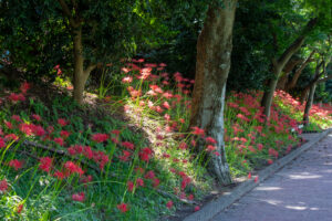 天王川公園、彼岸花、9月の秋の花、愛知県稲沢市の観光・撮影スポットの画像と写真