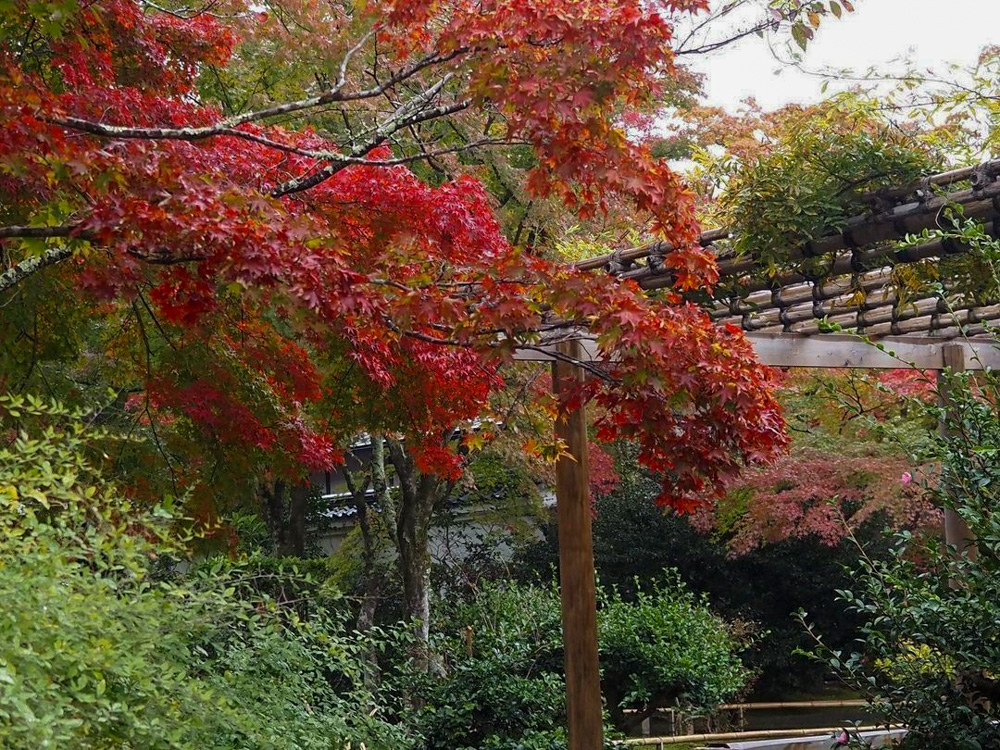 嵯峨嵐山 天龍寺、紅葉、日本庭園、11月秋、京都府京都市の観光・撮影スポットの名所