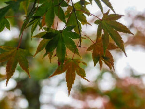 嵯峨嵐山 天龍寺、紅葉、日本庭園、11月秋、京都府京都市の観光・撮影スポットの名所