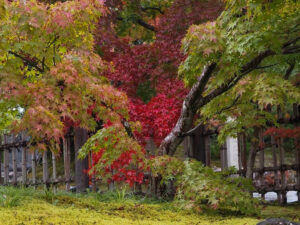 嵯峨嵐山 天龍寺、紅葉、日本庭園、11月秋、京都府京都市の観光・撮影スポットの名所