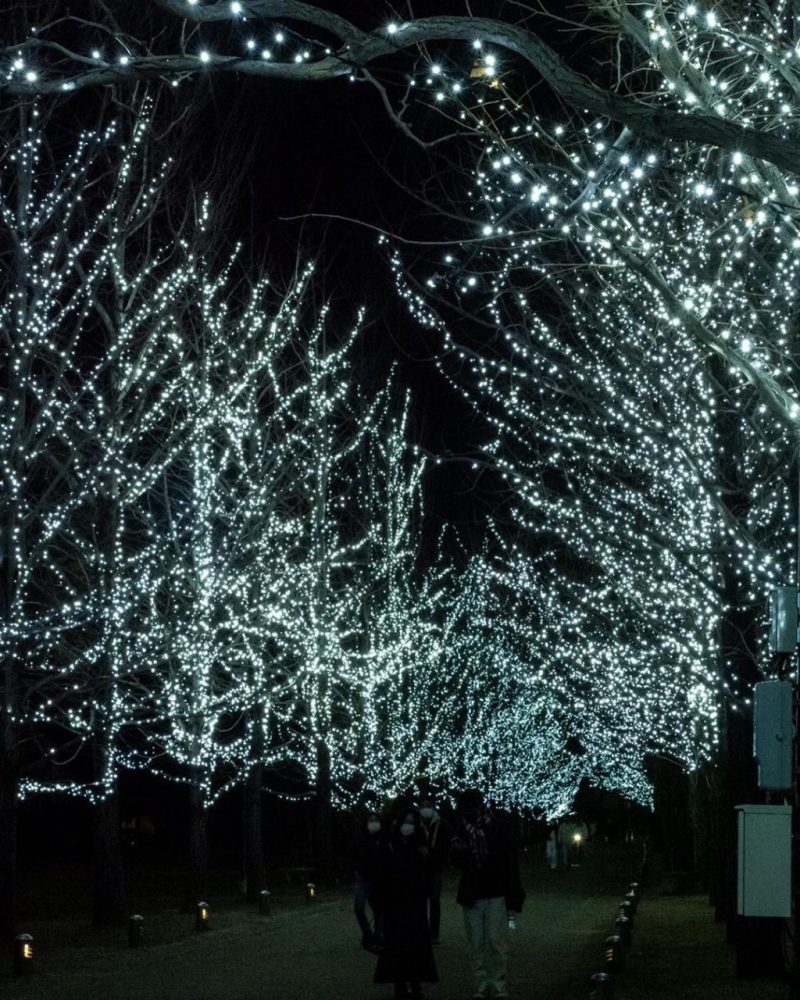 学びの森、イルミネーション、12月、冬、岐阜県各務原市の観光・撮影スポットの画像と写真
