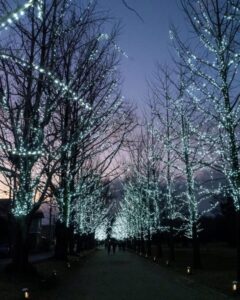 学びの森、イルミネーション、12月、冬、岐阜県各務原市の観光・撮影スポットの画像と写真
