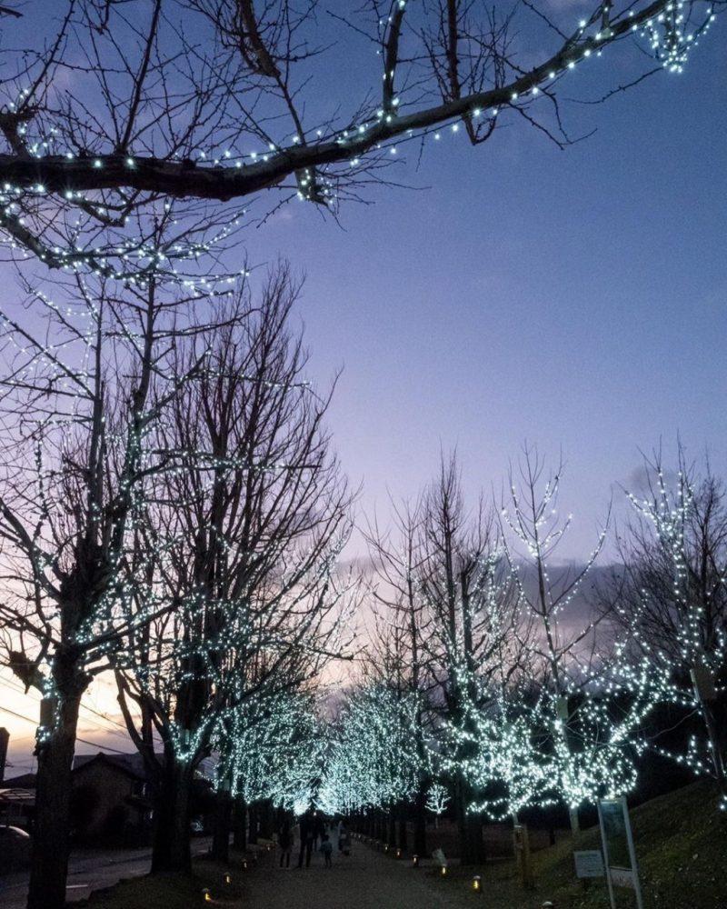 学びの森、イルミネーション、12月、冬、岐阜県各務原市の観光・撮影スポットの画像と写真