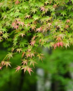 法多山尊永寺、新緑、6月夏、静岡県袋井市の観光・撮影スポットの名所