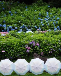 法多山尊永寺、あじさい・アンブレラ、6月夏、静岡県袋井市の観光・撮影スポットの名所