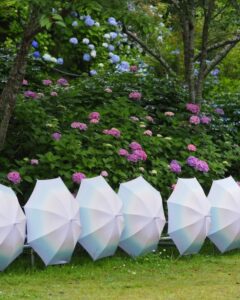 法多山尊永寺、あじさい・アンブレラ、6月夏、静岡県袋井市の観光・撮影スポットの名所