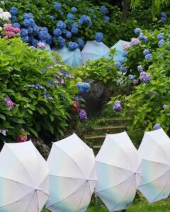 法多山尊永寺、あじさい・アンブレラ、6月夏、静岡県袋井市の観光・撮影スポットの名所