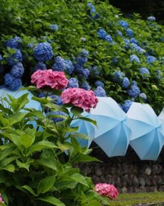 法多山尊永寺、あじさい・アンブレラ、6月夏、静岡県袋井市の観光・撮影スポットの名所