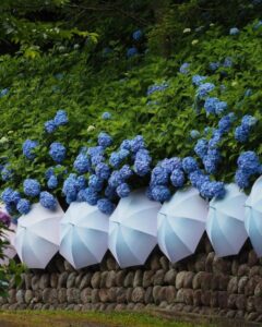法多山尊永寺、あじさい・アンブレラ、6月夏、静岡県袋井市の観光・撮影スポットの名所