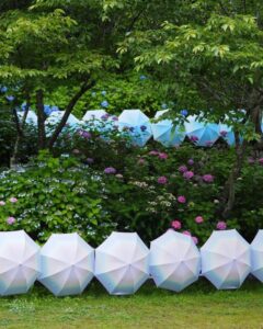法多山尊永寺、あじさい・アンブレラ、6月夏、静岡県袋井市の観光・撮影スポットの名所