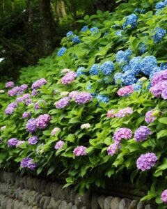 法多山尊永寺、あじさい・6月夏、静岡県袋井市の観光・撮影スポットの名所