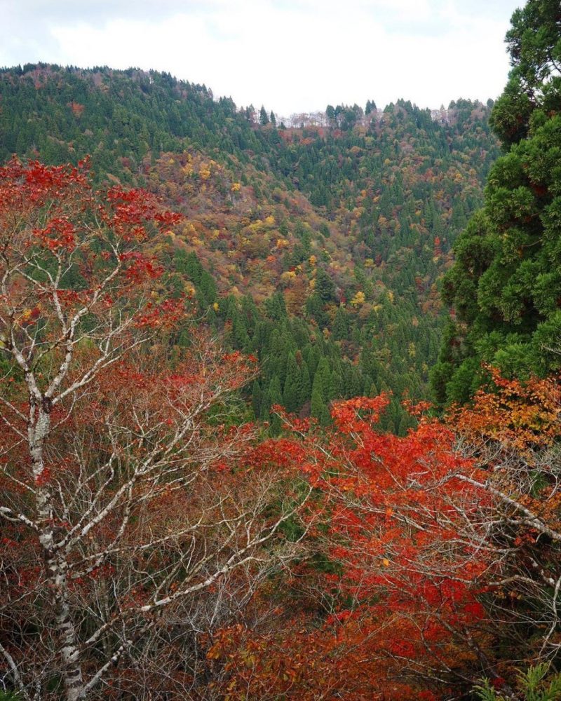 小入谷、紅葉、11月秋、滋賀県高島市の観光・撮影スポットの名所
