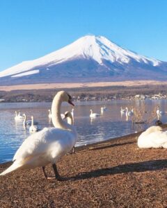 長池親水公園、富士山　白鳥、山中湖 、1月冬、山梨県南都留郡の観光・撮影スポットの名所