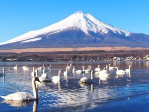 長池親水公園、富士山　白鳥、山中湖 、1月冬、山梨県南都留郡の観光・撮影スポットの名所