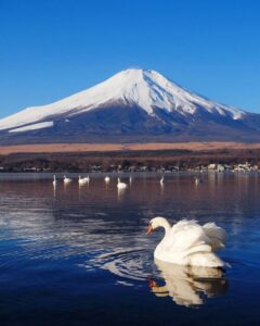 長池親水公園、富士山　白鳥、山中湖 、1月冬、山梨県南都留郡の観光・撮影スポットの名所