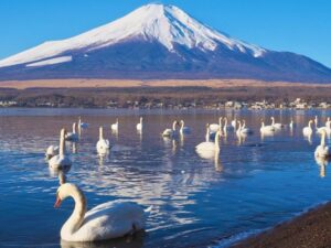 長池親水公園、富士山　白鳥、山中湖 、1月冬、山梨県南都留郡の観光・撮影スポットの名所