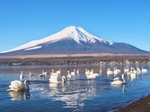 長池親水公園、富士山　白鳥、山中湖 、1月冬、山梨県南都留郡の観光・撮影スポットの名所
