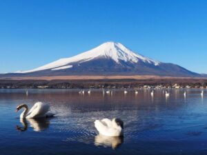 長池親水公園、富士山　白鳥、山中湖 、1月冬、山梨県南都留郡の観光・撮影スポットの名所