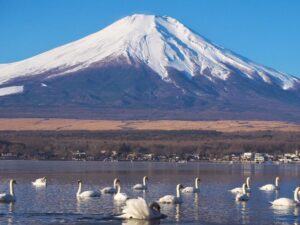 長池親水公園、富士山　白鳥、山中湖 、1月冬、山梨県南都留郡の観光・撮影スポットの名所