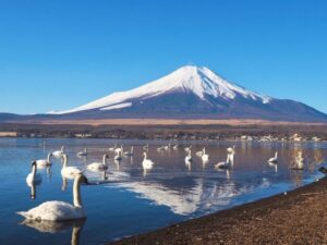 長池親水公園、富士山　白鳥、山中湖 、1月冬、山梨県南都留郡の観光・撮影スポットの名所