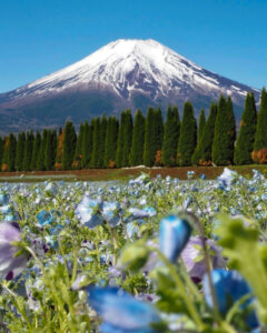 山中湖花の都公園、富士山、ネモフィラ、４月春、山梨県南都留郡の観光・撮影スポットの名所